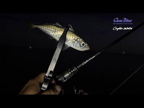 Видео: Clear Blue Crystar 61 ANY 1.85m 0.3-4g. Ловля ставриды в Сочи.
