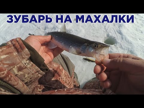 Видео: Сахалинский зубарь на махалки