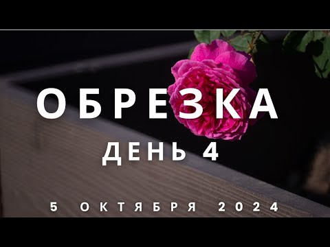 Видео: День №4 - хроника подготовки роз к зиме. 5 октября 2024