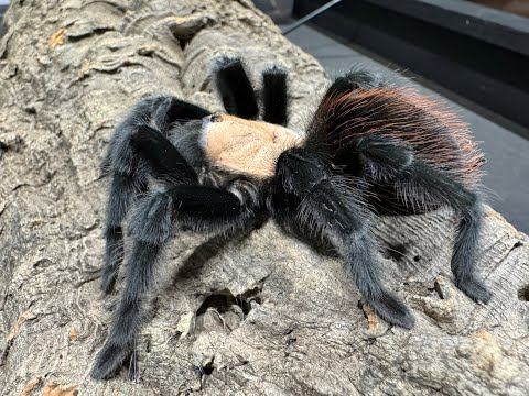 Видео: 5 отличных тарантулов для начинающих