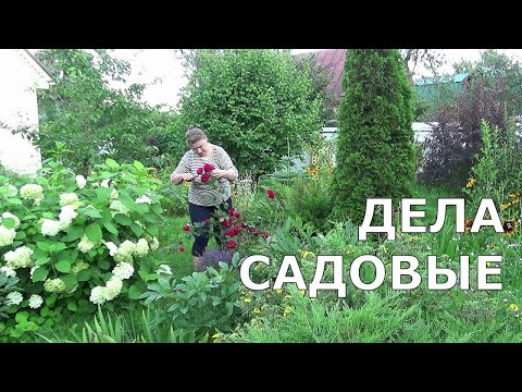 Видео: Вновь одна. Дача. Запасы на зиму. Чтоб розы цвели долго. Долгожданный Интернет - быстрый и недорогой