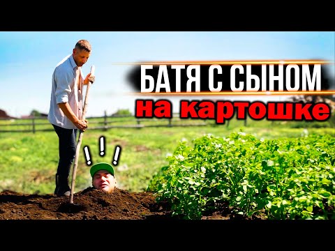 Видео: БАТЯ С СЫНОМ НА КАРТОШКЕ