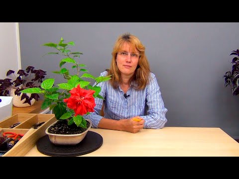 Видео: Бонсай из гибискуса (ч.5).