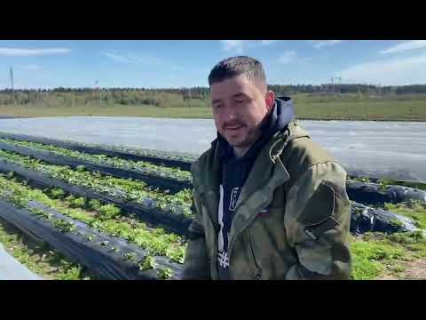 Видео: Ягодные мини-тоннели для клубники и не только!