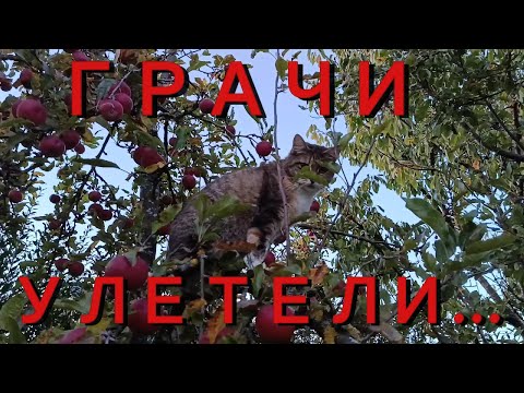 Видео: 44. Грачи улетели. Робот напал на человека.