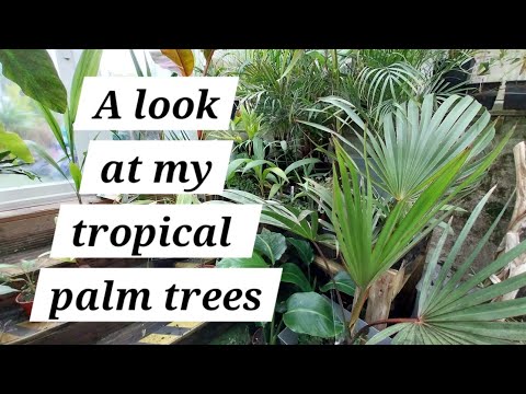 Видео: Пальмы будут убираться в помещения на зиму