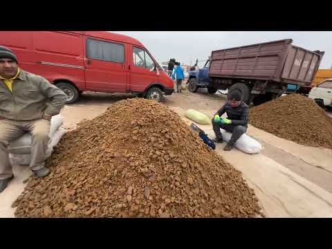 Видео: ХОРАЗМ ЕМ ХАШАК КУНЖАРА КЕПАК ШУЛХА ШРОТ ЯНГИ НАРХЛАРИ 10-НОЯБР !!! XORAZM SAVDO