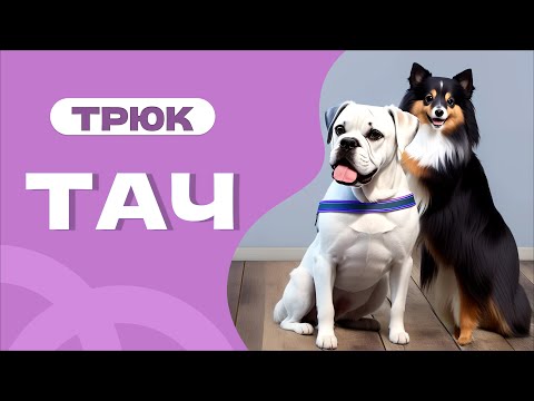 Видео: Трюк ТАЧ, команда ставь лапки на руку или на предмет