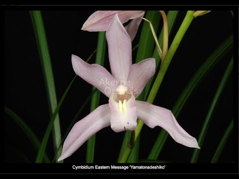 Видео: Cобачка в пути успела подрaсти 😆. Mой мини cymbidium