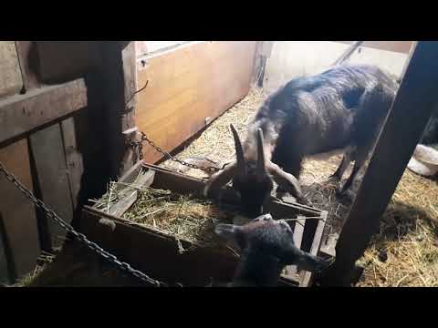 Видео: І знову про зерно яке краще козам 🐐🐐🐐