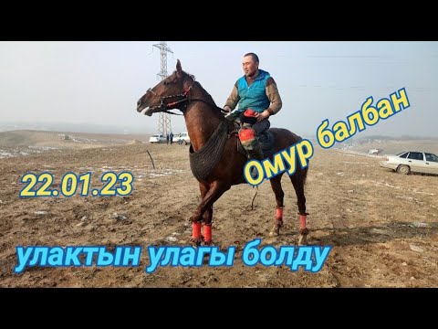 Видео: Кара добо аламан улак 22.01.23