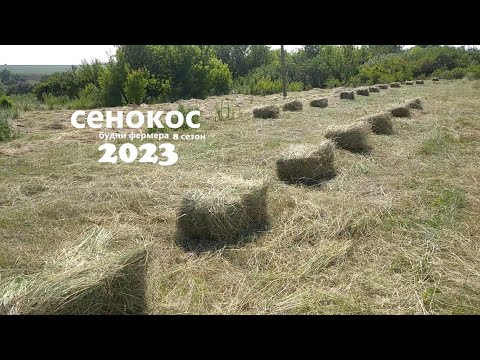 Видео: прессую тюки сена перевожу на новом помощнике сенокос 2023 18 19 июня
