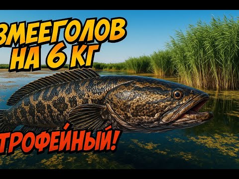 Видео: 🎣 УТРЕННИЙ ЖОР! ТРОФЕЙНЫЙ ЗМЕЕГОЛОВ НА 6 КГ! ЭПИЧНАЯ ПОКЛЕВКА 🔥