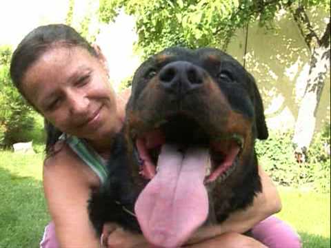 Видео: Ротвейлер 1