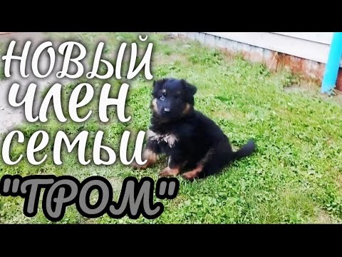 Видео: В доме появился щенок | Знакомство с новым другом #немецкаяовчарка #GermanShepherd