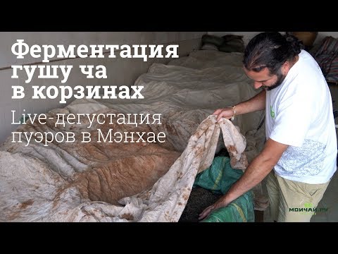 Видео: Мэнхай, ферментация шу пуэра с деревьев в корзинах. Дегустация пуэров.