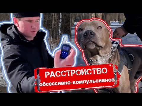 Видео: Как неправильно воспитать собаку ошейником