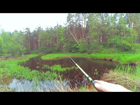 Видео: На лесной реке! Ловля щуки на воблеры в живописных местах!