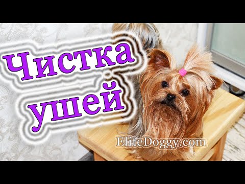 Видео: Как почистить уши собаке, чистка ушей у йорка
