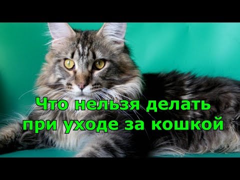 Видео: ЧТО НЕЛЬЗЯ делать при уходе за кошкой.