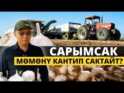 Видео: Сарымсак кулпунай өстүрүүгө пайдабы?