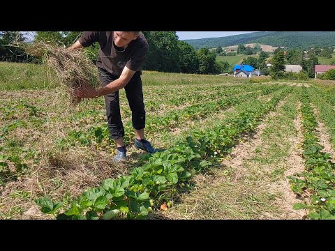 Видео: Мульчування Полуниці Соломою
