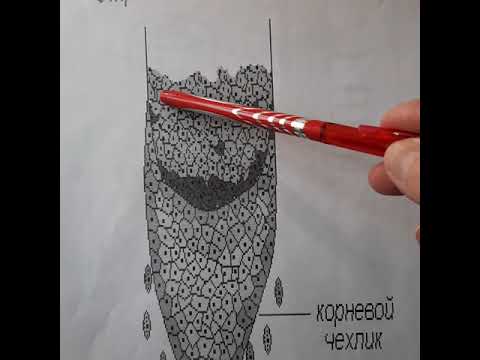 Видео: Адениум: Строение корня