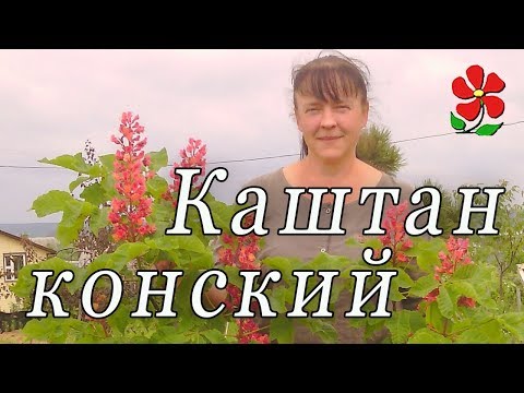 Видео: Каштан конский Павия (красные цветы) и другие!