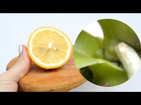 Видео: орхидеи ПУСТЯТ ЦВЕТОНОСЫ, если ТАК ПОЛИТЬ корни! НА орхидеи ОПЯТЬ цветонос ПОСЛЕ ЭТОГО!