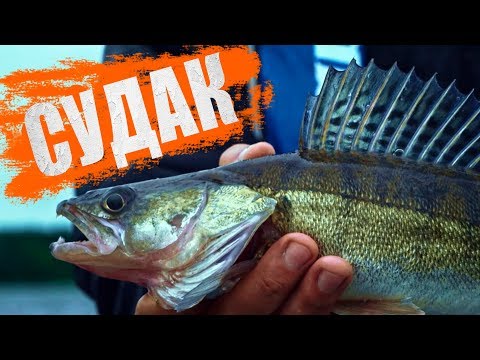 Видео: Судак, практика поиска рыбы. Рыбалка с эхолотом. Ловля судака летом.
