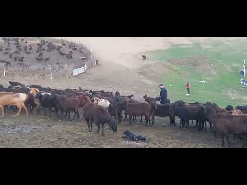 Видео: Гусфандои Нав Зой