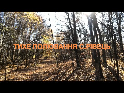 Видео: Збираємо рижики та маслята біля села Рівець 03.11.24😉🌳Вінниччина😉🌳