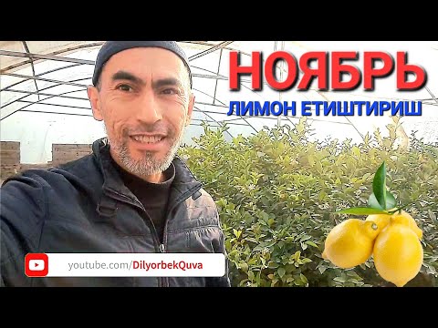 Видео: Лимон етиштириш. Ноябр ойида қилинадиган ишлар