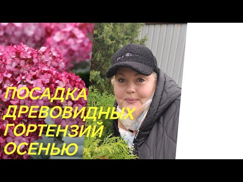 Видео: ПОСАДКА ДРЕВОВИДНЫХ ГОРТЕНЗИЙ ОСЕНЬЮ #ГОРТЕНЗИЯ #ПОЧТОЙ