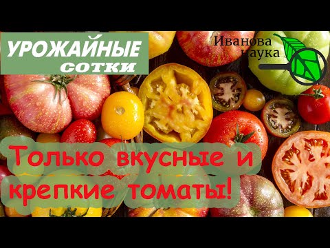Видео: Всего 2 ЛОЖКИ на ведро воды и томаты будут вкусные и красивые!