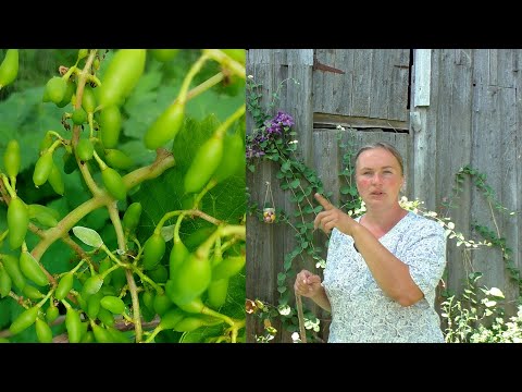 Видео: Виноград заболел несмотря на обработки? Причины и дальнейшие действия