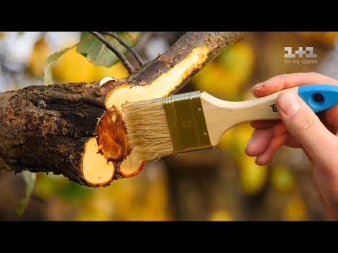 Видео: 5 правил обрезки деревьев – Осень на даче со Stihl