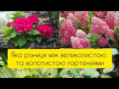 Видео: Яка різниця між великолистою гортензіями та волотитою? Факти!