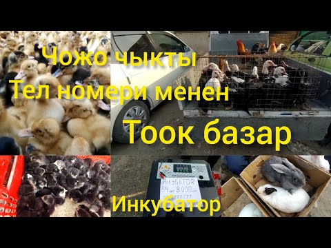 Видео: Ош Тоок базар/Чожолор чыкты /бройлер/кохун/ордок/Кааз 03.04.22@baakg3248