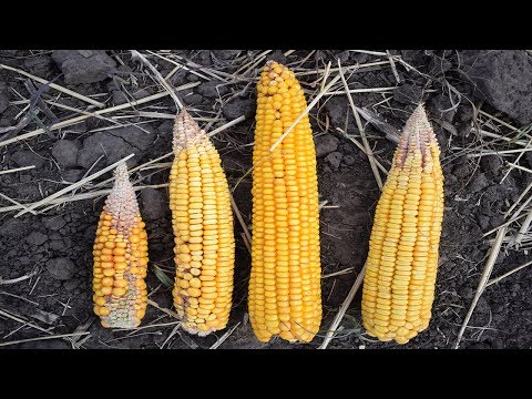 Видео: Теоретический расчет урожайности Кукурузы. УГАДАЕМ ЛИ?