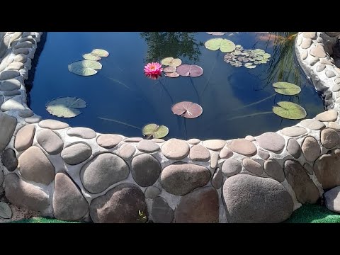 Видео: Все о прудах , и стоит иметь карпов кои в прудах 🤷‍♀️