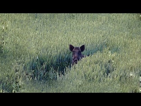 Видео: Охота #36 вышли кабаны на поле