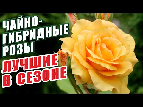 Видео: ЛУЧШИЕ ЧАЙНО-ГИБРИДЫЕ РОЗЫ СЕЗОНА 2024. РОЗЫ В САДУ. ИДЕАЛЬНЫЕ ЗАКУПКИ. СЧАСТЛИВЫЙ САДОВОД.