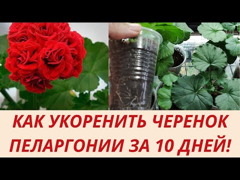 Видео: Как укоренить черенок Пеларгонии за 10 дней. Метод укоренения . Цветы.Сад.