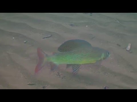 Видео: Путорана. УНИКАЛЬНЫЕ И ЕДИНСТВЕННЫЕ ПОДВОДНЫЕ СЪЕМКИ. Putorana plateau