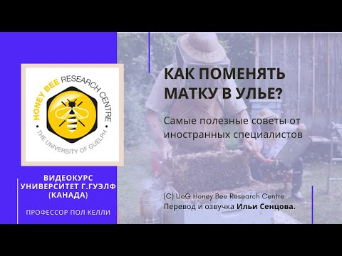 Видео: Как поменять матку в улье? (Канада) - Как подсадить матку? Смена и подсадка матки
