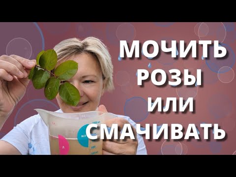 Видео: СЕКРЕТЫ ЛИСТОВОЙ ОБРАБОТКИ РОЗ! Всё в ход, а не в расход! 10 июня 2024 г.