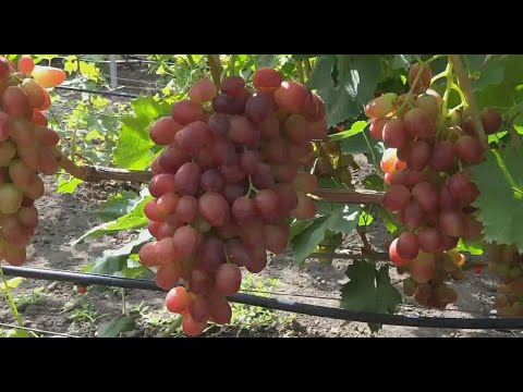 Видео: Самые крупные сорта винограда 2019г на моем винограднике