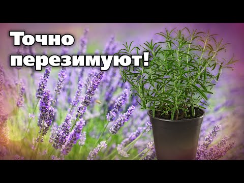 Видео: Розмарин и лаванда.  Зимовка на Урале.  Стопроцентная зимовка