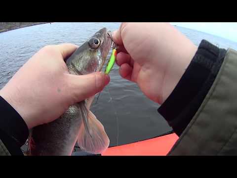 Видео: СУДАКИ ЖРУТ ЭТОТ ПИЛЬКЕР!!! РЫБАЛКА ПЕРЕД ПЕРВЫМ ЛЬДОМ!